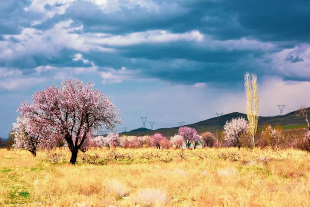هنرمند عکاس پریا جهانبان